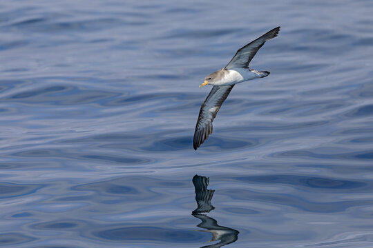 A Cory's shearwater (Calonectris borealis) in flight above the ocean.