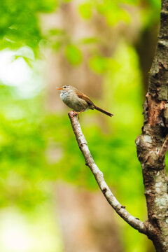 Small songbird perched on a branch in nature