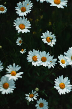 White daisies blooming in a sunny garden