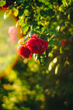 Beautiful roses blooming in a garden