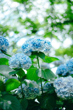 Hydrangea flowers blooming in a garden