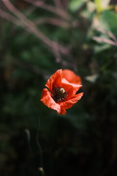 Colorful flowers blooming in a garden