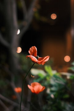 Colorful flowers blooming in a garden