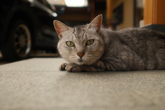 Portrait of a gray and white tabby kitten lying down