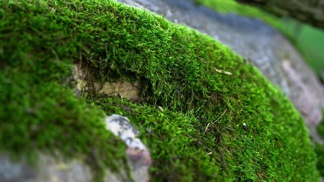 Close-up view of vibrant green moss covering an old stone, showcasing the detailed texture of the natural plant life in a tranquil forest with a soft, blurred background