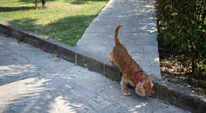 Golden cocker spaniel with a pink collar steps down from a stone pathway in a park