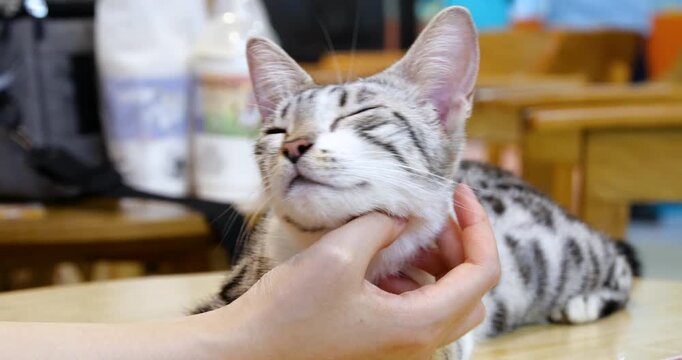 Happy silver tabby cat enjoying a chin scratch while resting on a wooden table