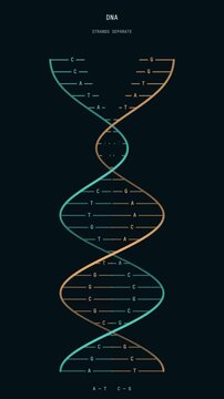 Animated dna sequence showing double helix structure and genetic base pairs on dark background.