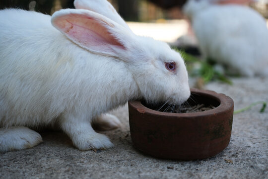 A white rabbit (*Oryctolagus cuniculus*), an albino or white-colored variety. The rabbit is actively eating from a low ceramic or clay bowl.
