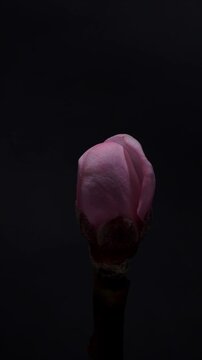 Peach Blossom Flower Opening in Macro Time Lapse. Vertical Format.