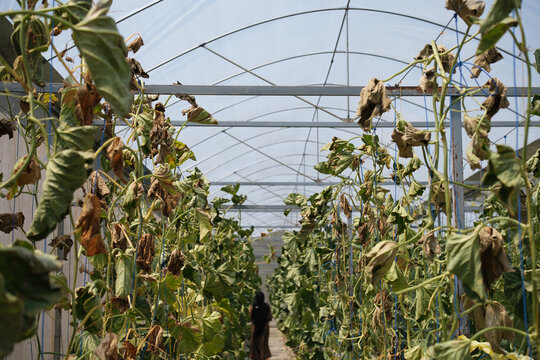 Interior of a modern greenhouse featuring rows of healthy melon plants growing in a controlled environment. Sustainable farming and greenhouse cultivation.