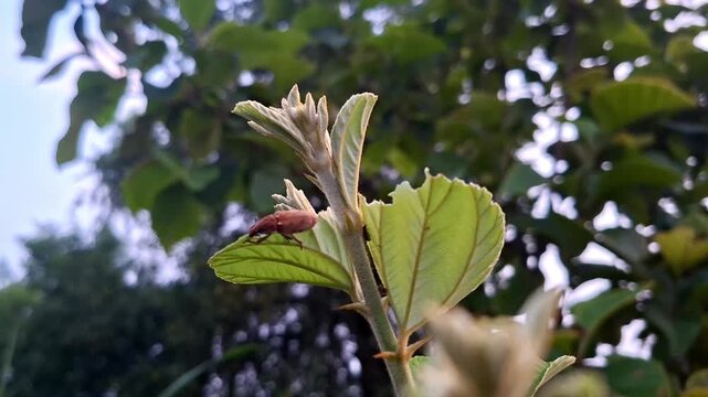 Brown Weevil Beetle Perched On Young Shrub Bud