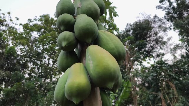 Fresh green papayas growing on tree stem in organic tropical garden during sunny harvest season.