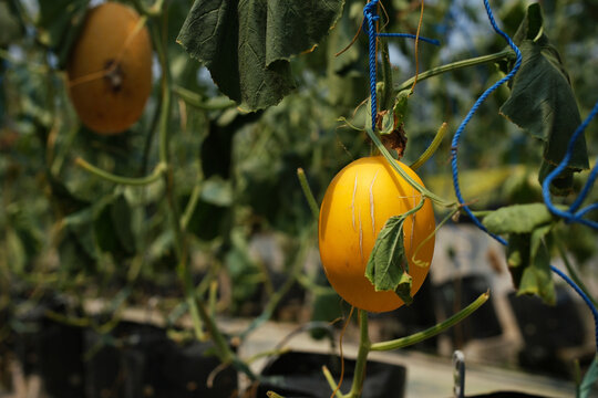 Fresh yellow melons in a greenhouse (Cucurbitaceae family). Greenhouse melon production using a hanging fruit system; a modern, organic greenhouse plantation. Agricultural concept.