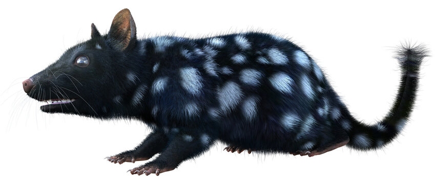 3D Rendering Quoll Animal on White