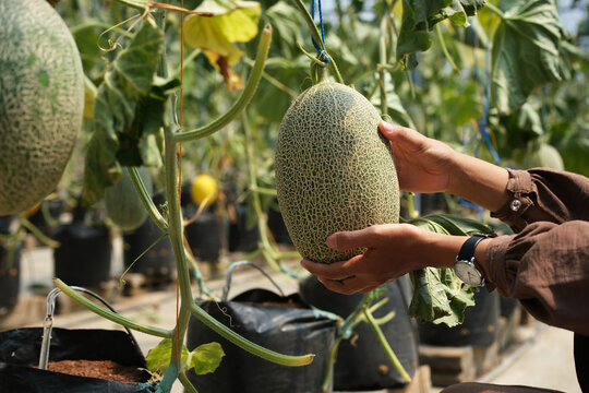 Hands holding a green melon plant growing in a greenhouse with netting support; close-up of a woman's hands picking a melon in a melon patch; modern greenhouse fruit plantation.