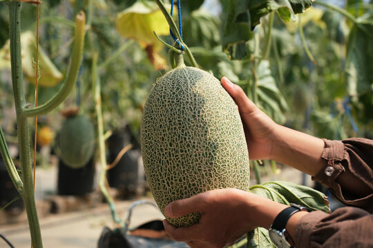 Hands holding a green melon plant growing in a greenhouse with netting support; close-up of a woman's hands picking a melon in a melon patch; modern greenhouse fruit plantation.