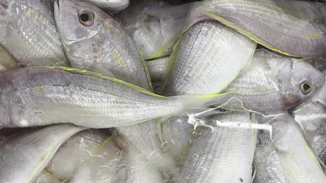 A pile of fresh threadfin bream fish displayed on ice at a local seafood market, ready for purchase.