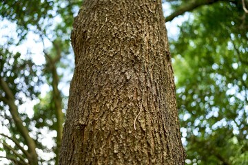 Obraz premium Sunlight shining on pine tree trunk bark
