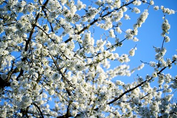 Delicate white petals of cherry blossoms © AlexGo