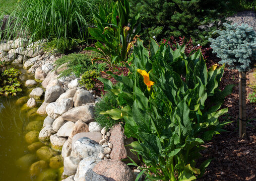 Orange calla lilies (Zantedeschia) feature striking, trumpet-shaped spathes in vibrant peach, copper, or sunset-orange hues growing along the pond in a garden in summer
