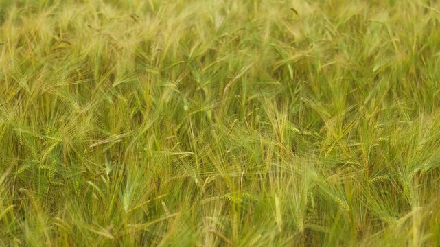 Green barley field swaying in the wind representing agriculture, farming, and organic food production concepts