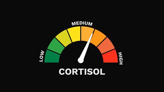 Cortisol Level Gauge Increasing and Decreasing Indicating Stress Response Animation