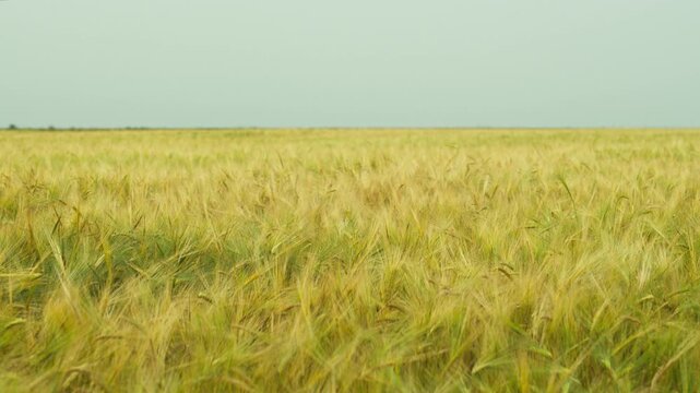 Golden green wheat field swaying in a gentle breeze under a clear sky during a summer day, showing agricultural landscape