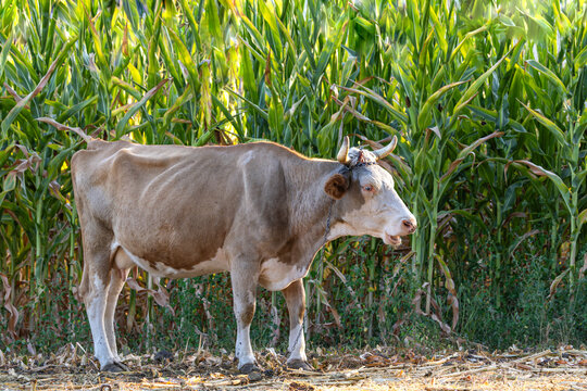 Brown and white cow standing in front of a green cornfield in rural countryside