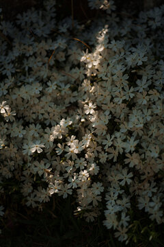 White flowers blooming in sunlight
