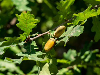 Close-up of an oak branch with acorns and green leaves against a background of tree foliage. Natural sunny background. © Svetlana