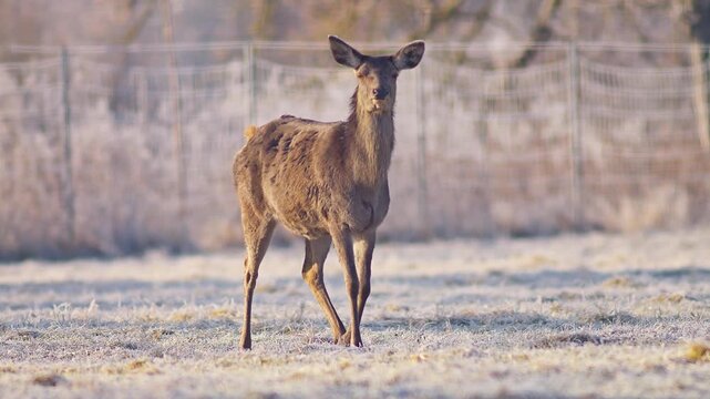 Adult Female Red Deer Hind Basking in Warm Winter Sunrise Sunlight at German Forest Edge, 4K Wildlife Documentary Footage One Animal Cold Weather Nature