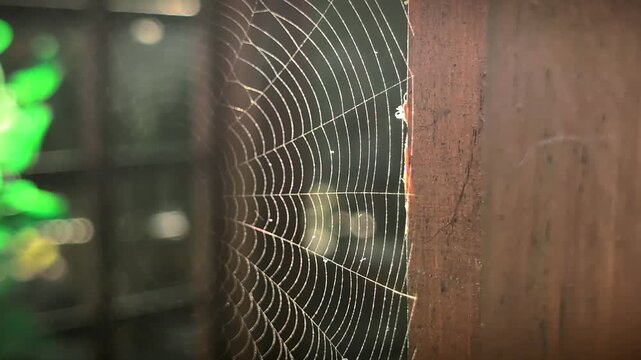 Extreme close up of delicate spider web on wooden post lit by warm sunlight. Candid macro shot of intricate cobweb pattern with soft blurred background bokeh.