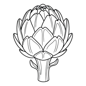 Fresh whole globe artichoke flower head on cut stem botanical line art vector illustration isolated on white background.