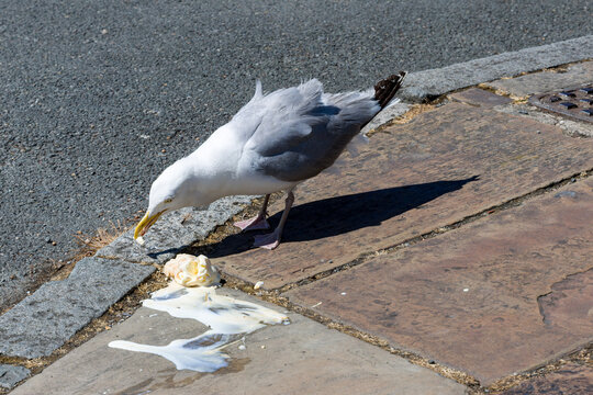 Seagull feeding on dropped melting ice cream on street pavement, opportunistic coastal bird eating urban litter beside asphalt road