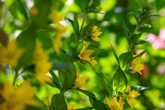 Lysimachia punctata dotted loosestrife yellow flowering spotted plant, beautiful small wild flowers in bloom