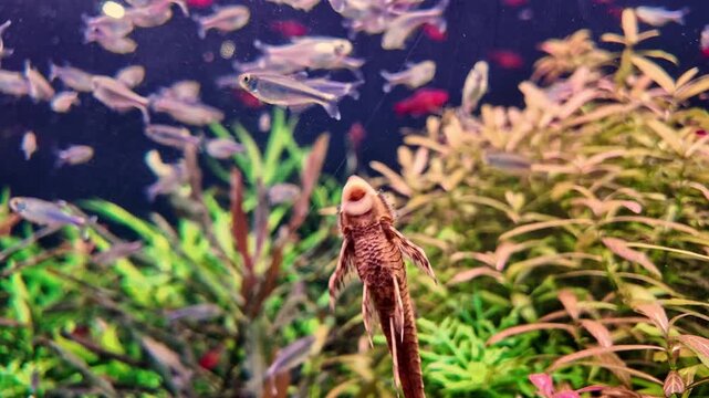 Algae-eating fish and aquatic plants create a sense of relaxation and embody the concept of pet care