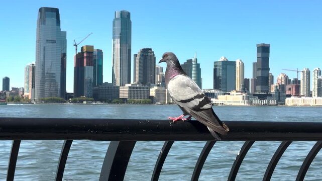 High-definition video footage of a grey urban pigeon perched on a waterfront railing with a city skyline and river in the blurred background.
