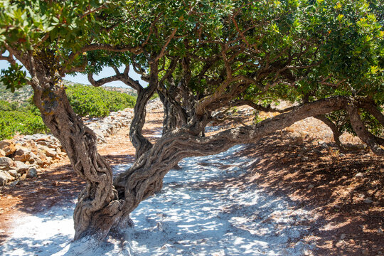 Mastic gum resin flows from the mastic tree. Chios island - Greece