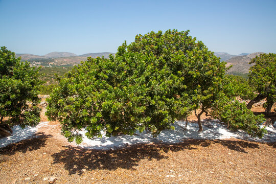 Mastic gum resin flows from the mastic tree. Chios island - Greece