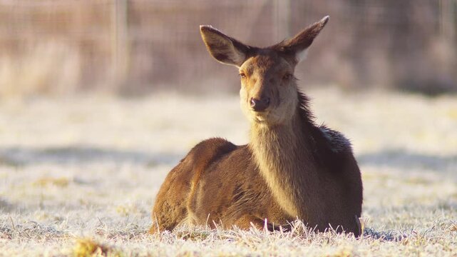 Adult Female Red Deer Hind Basking in Warm Winter Sunrise Sunlight at German Forest Edge, 4K Wildlife Documentary Footage One Animal Cold Weather Nature