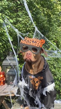 Cute dog in a festive costume sits with Halloween decorations. Black lanterns, skull candles, spider webs and pumpkin. Symbolizes Halloween fun. Ideal for holiday and pet content