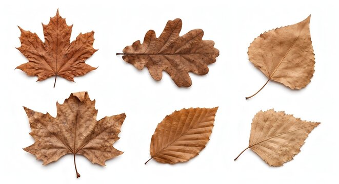 Collection of various dry brown fall leaves isolated on white