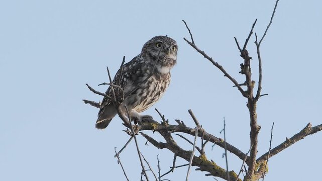 Little owl athene noctua perched outdoors looking forward with yellow eyes
