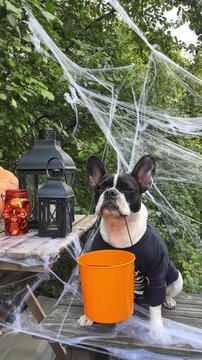 Cute French Bulldog in a festive costume sits with Halloween decorations. Black lanterns, skull candles, spider webs and pumpkin. Symbolizes Halloween fun. Ideal for holiday and pet content