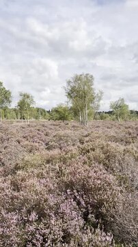 Wide view of purple heather heathland with silver birch trees under a dramatic cloudy autumn sky, England, UK. A wide view across an open heathland with a dense foreground of pink and purple heather.