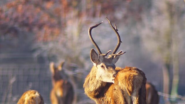 Adult Male Red Deer Stag Bull Basking Warming in Frosty Winter Sunrise Sunlight at German Forest Edge Wildlife, 4K Documentary Footage One Animal Cold Nature