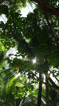 Raios de sol atravessando folhas verdes e &aacute;rvores, formando reflexos naturais de luz em ambiente tropical