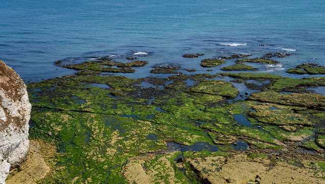 Elevated view of algae-covered rocky platforms, tidal pools and shallow North Sea water below the chalk cliffs of Flamborough Head, East Yorkshire, England, at low tide in summer.