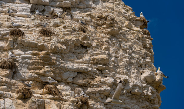 Breeding colony of black-legged kittiwakes (Rissa tridactyla) nesting on the white chalk cliffs at Flamborough Head, East Yorkshire, England, with an adult bird in flight against a deep blue summer sk